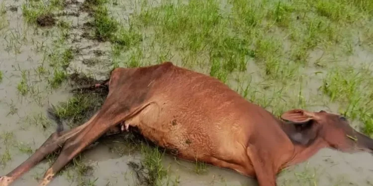 গলাচিপায় বজ্রপাতে দুটি গরু নিহত