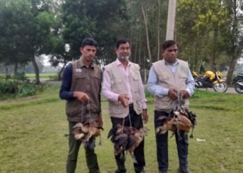 ‎বন বিভাগের অভিযানে নবীগঞ্জে উদ্ধার ২০ বালিহাস পাখি, দুই শিকারীর জরিমানা ‎