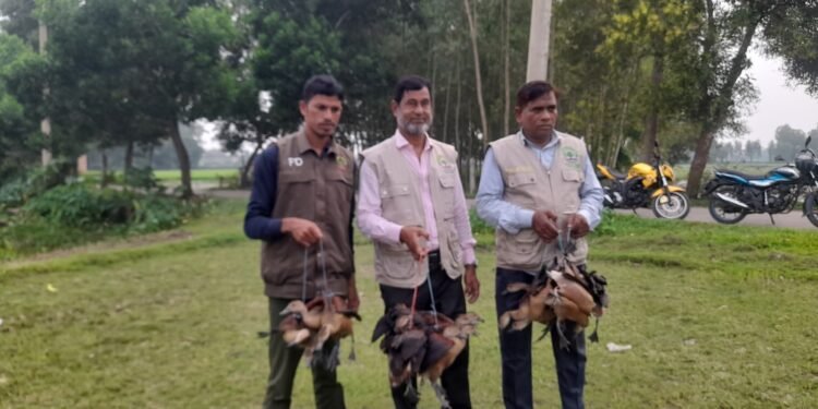 ‎বন বিভাগের অভিযানে নবীগঞ্জে উদ্ধার ২০ বালিহাস পাখি, দুই শিকারীর জরিমানা ‎