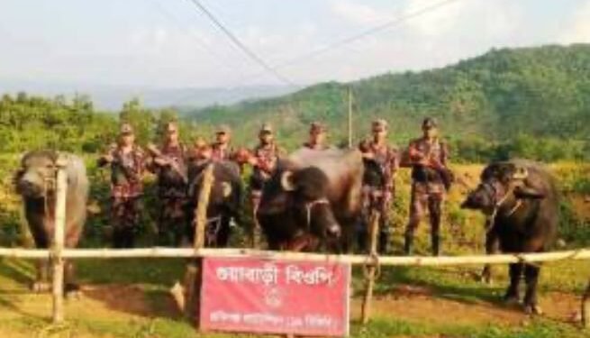 জৈন্তাপুর সীমান্তে বিজিবির অভিযানে ৮টি গরু-মহিষ জব্দ