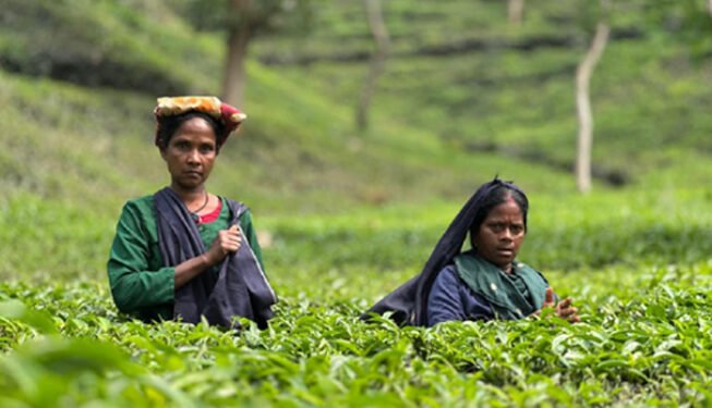 স্বস্তির বৃষ্টিতে জেগে উঠল চায়ের রাজধানী